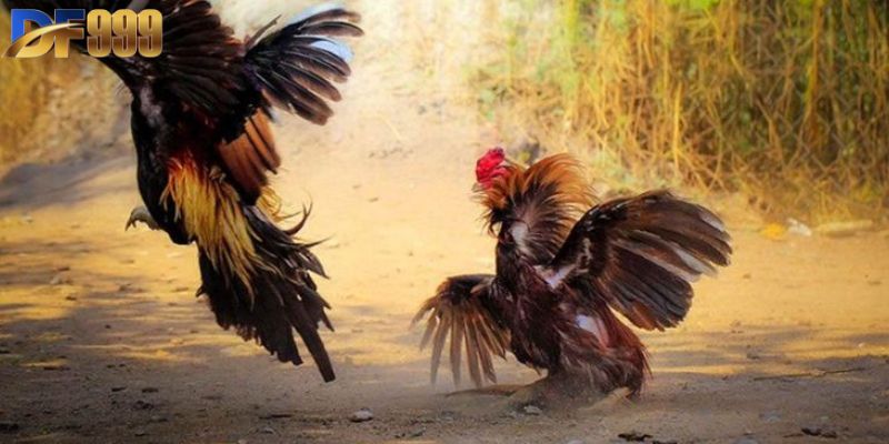 Quy định về thời gian thi đấu cụ thể trong đá gà cựa sắt 