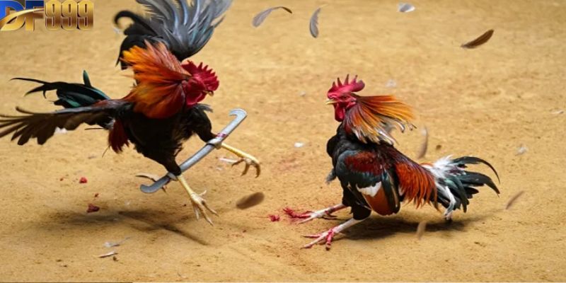 Tìm hiểu về luật chơi đá gà cựa sắt chi tiết nhất 